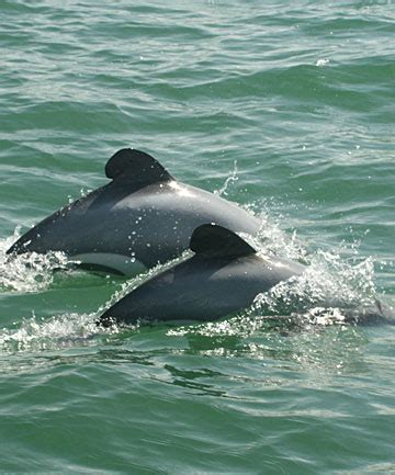 Maui S Dolphin In Danger Of Extinction Doc Stuff Co Nz