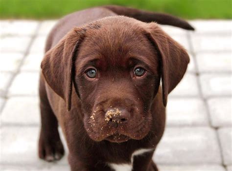 Life Expectancy Of Chocolate Labradors Is Linked To Their Colour Finds