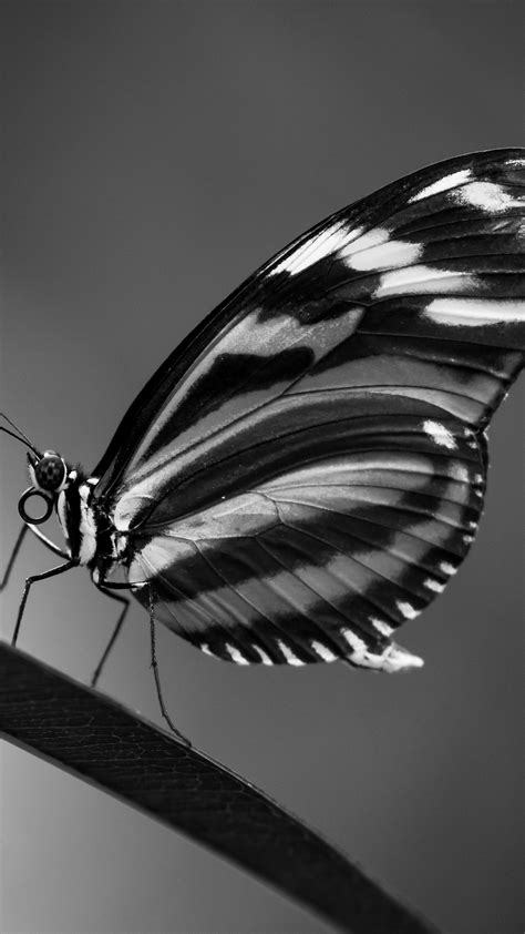 Black And White Image Of Black White Design Butterfly Dark Background