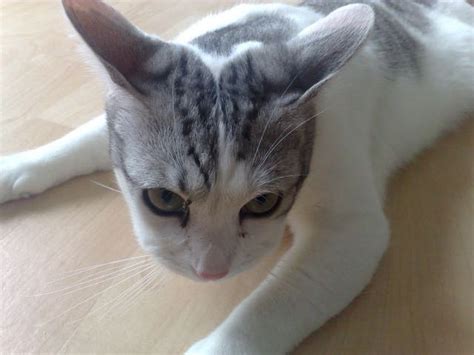 These Cats Lost Their Battle with Bees. How We Can Help ...