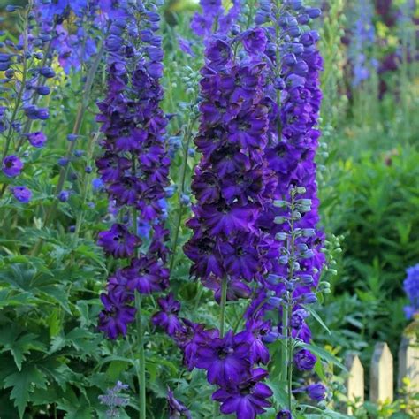 Classic cottage garden favourites, delphiniums and larkspur are tall, majestic, showy flowers adding height, nostalgia and a touch of romance to garden borders. Magic Fountains Dark Blue Dark Bees Delphinium Plants for ...