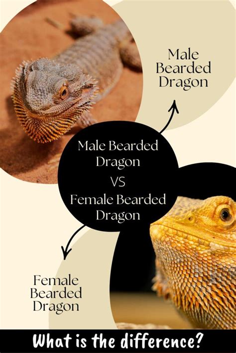 Male Vs Female Bearded Dragons How Do They Compare