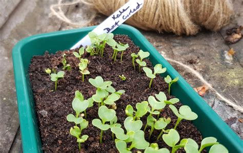 How To Grow Kale In The Garden Pot Or Balcony The Tea Break Gardener