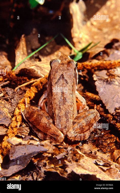 Italian Agile Frog Rana Latastei Dorsal View Stock Photo Alamy