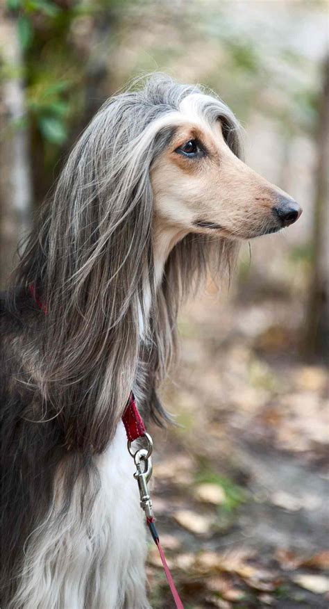 Afghan Hound Dog Breed Information And Characteristics Daily Paws