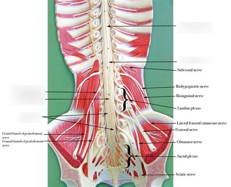 Bottom Of Spinal Cord Diagram Quizlet