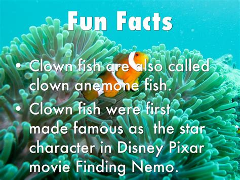 Learn About The Clowns Of The Sea Explore Awesome
