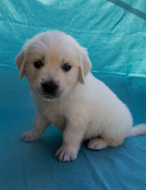 Golden retrievers come in a variety of shades of gold, but a breeder that emphasizes color over more important things is suspect at best. Lucky Charm English Cream Golden Retriever Breeder California