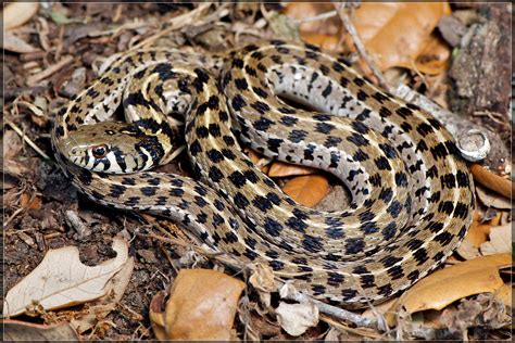 Thamnophis M Marcianus Checkered Garter Snake From Lavaca Flickr