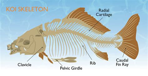 Fish Skeleton Labeled