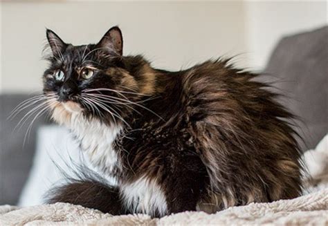 California Rescue Cat Sophie Sets New Record For Longest Fur Guinness