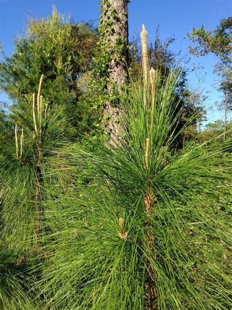 Pine Tree Growing Woods South Daytona Florida Stock Photos Free