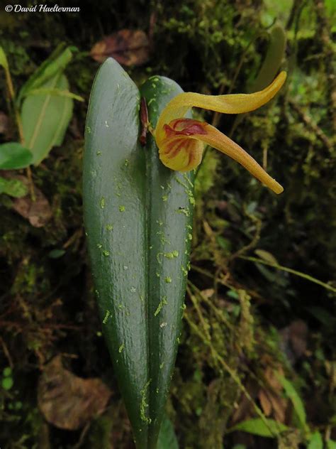 Enfoque Sobre Una Flor De Pleurothallis Nossax In Situ Distribución