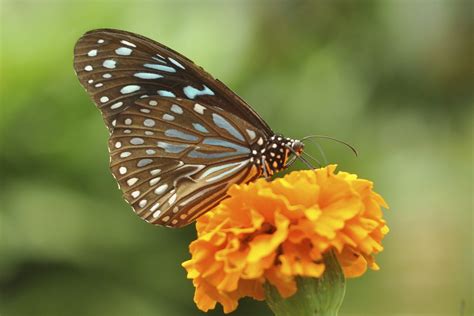 Time required to visit cameron highlands butterfly garden: Butterfly Garden in Cameron Highlands, Malaysia | Jessica ...