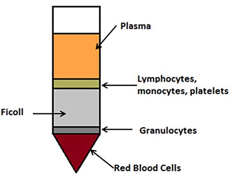 Isolation of pbmc by density gradient centrifugation; ficoll_Paque Phamacia_Paque Plus_Hypaque - www.qiqiapk.com