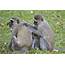 Botswana And Zambia Vervet Monkey