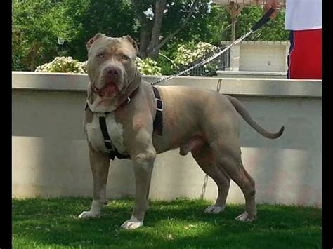 BEST CHAMPAGNE XL BULLY BREEDING ON EARTH; MANMADES KING ... Giving your bully a name, whether it's a male name or female name, has a practical purpose.