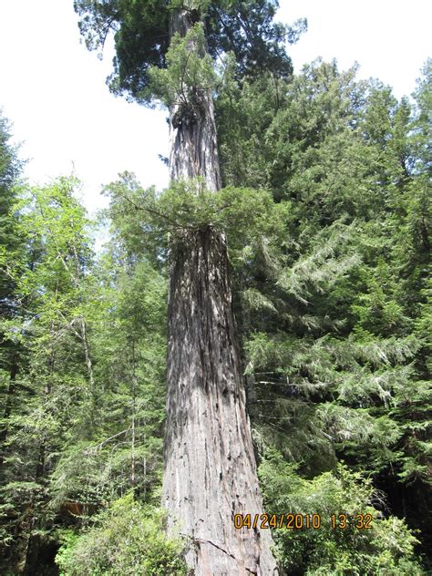 DABL Ramblings: Redwood National Park
