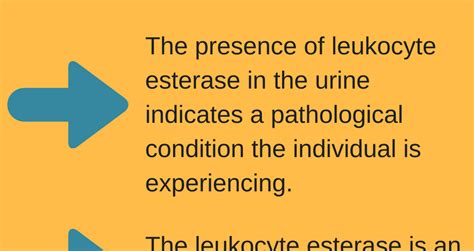 Leukocytes In Urine Norms Causes Symptoms Treatment Healthy Food