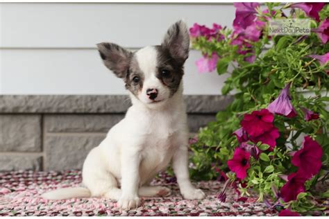 Milky Way Chihuahua Puppy For Sale Near Harrisburg Pennsylvania