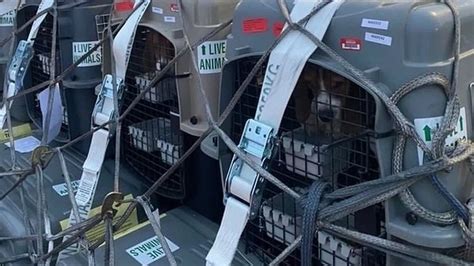 Pide A Raf Avia Que Deje De Transportar Animales A Laboratorios