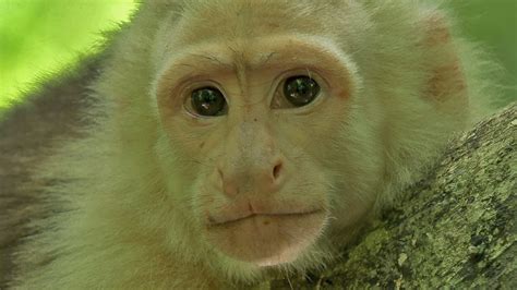 White Capuchin Monkey