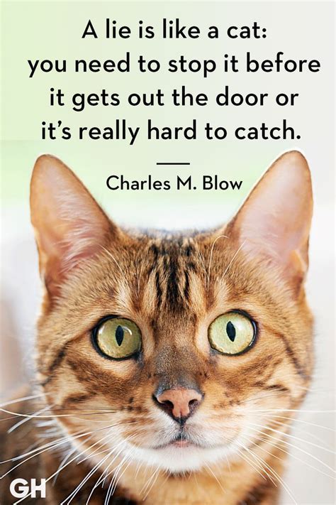25 Quotes Only Cat Owners Will Understand Funny Cat