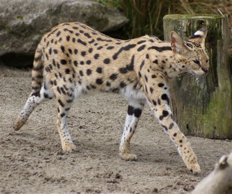 Fileserval At Auckland Zoo Flickr 111 Emergency Wikimedia