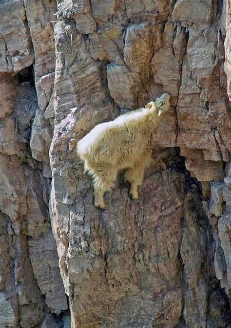 13 Pictures Of Crazy Goats On Cliffs Living Nature