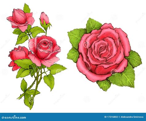 Drawings Of Pink Roses Stock Illustration Illustration Of Colorful
