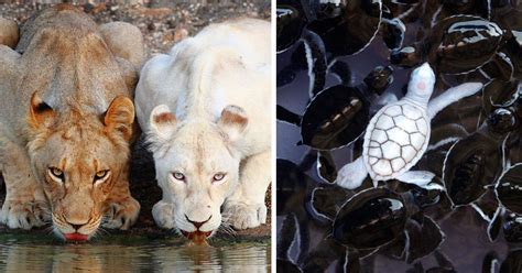 21 Albino Animals That Dont Need Color To Look Cool Bored Panda