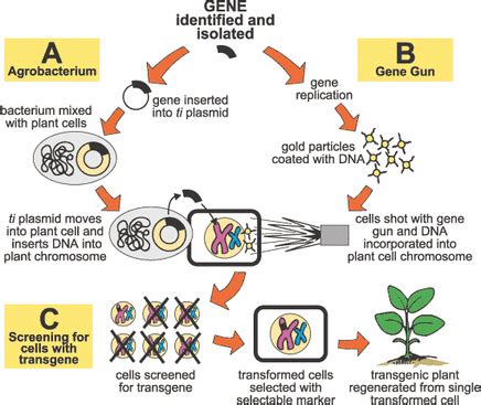 Because many children within countries where there is a dietary deficiency in vitamin a depend on rice as a staple food, the genetic modification to make rice. - Issues in Science - Golden Rice - What is Golden Rice?