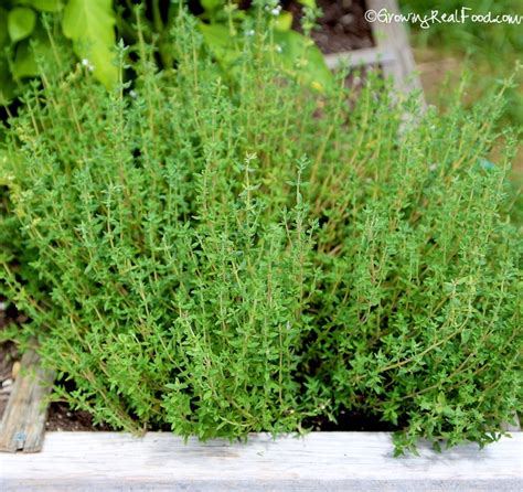 Growing And Harvesting Thyme Growing Real Food