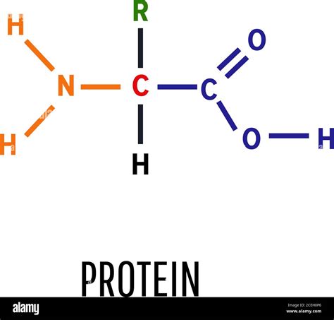 Proteína Fórmula Química Estructural Y Modelo Molecular Fórmula