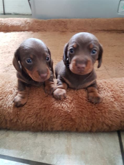 Here are the most adorable and cute dachshund puppies videos. ** Champ sired KC Miniature DACHSHUND puppies** | Ipswich ...