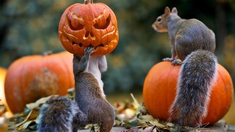 Fall Wallpaper Backgrounds With Pumpkins (55+ images)