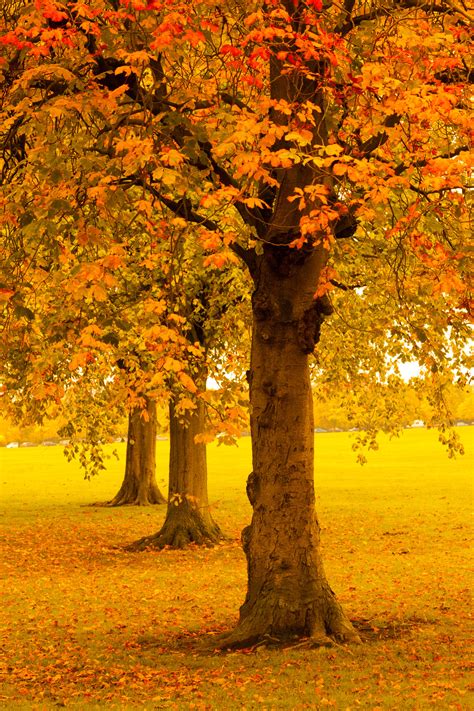 Autumn Trees In Park Free Stock Photo Public Domain Pictures