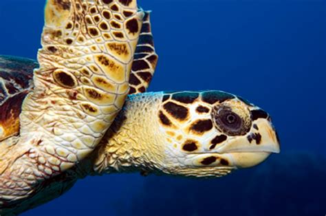 Endangered Marine Turtles On The Menu Philippine Authorities Promise