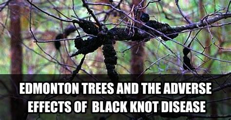 Black Knot Disease And The Adverse Effects On Edmonton Trees