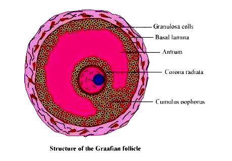 In The Mature Or Graafian Follicle Of The Ovary Telegraph