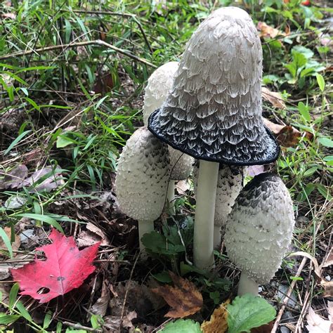 Mushrooms That Digest Themselves It Must Be Halloween — Somerset