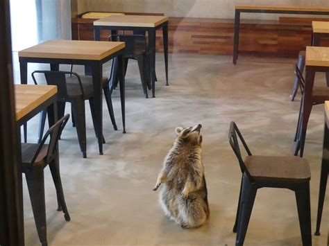 Maengkun Raccoon Cafe Seoul 2022 Lohnt Es Sich Mit Fotos