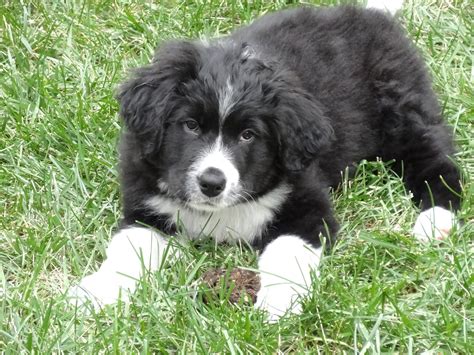 Bernese Mountain Dog Newfoundland Mix Puppies Labernese Find Out