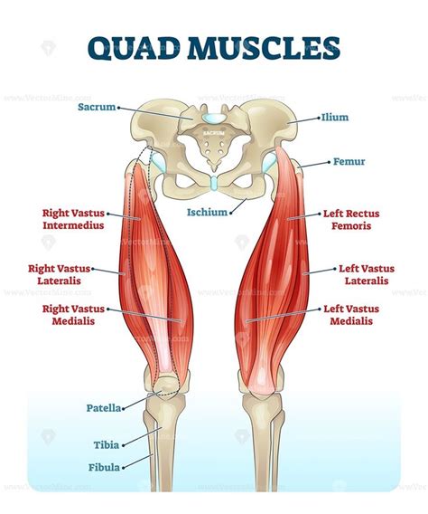 Leg muscles diagram wiring diagram symbols and guide. Quad leg muscles anatomy labeled diagram | Leg muscles ...