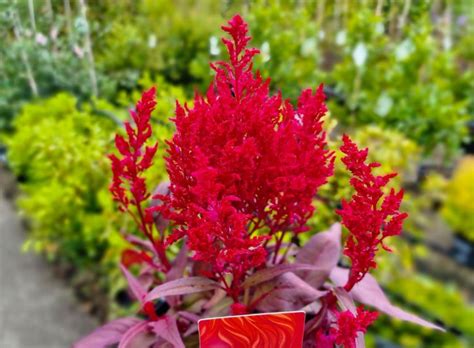 Celosia Argentea Dragons Breath Wholesale Nursery Nurseries In