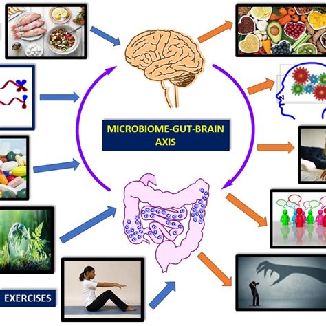 Brain Gut Microbiome Axis Is A Dynamic Interactive Network Factors