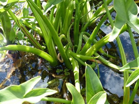 It is widely distributed in wetlands in the eastern united states, as well as in quebec, ontario, and cuba. Faaxaal - Photos nature gratuites et libres de droits ...