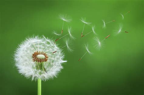 Dandelion Seeds Blowing Photography