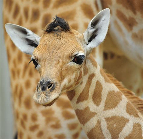 Baby Giraffe Drops 6 Feet Into The World Zooborns