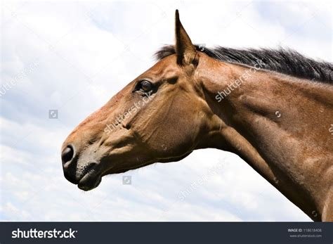 Chestnut Horses Head Profile Stock Photo 118618408 Shutterstock